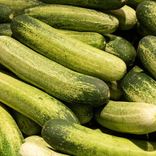 Indian Cucumber